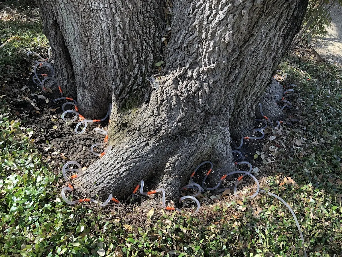 Detailed Tree Cabling and Bracing job site in Avery